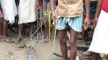 Inde&nbsp;: des villageois tombent sur un crocodile de 2 mètres et décident de le prendre en otage