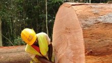 Gabon : Des performances économiques remarquables pour novembre 2023