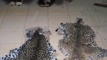 Oloumi&nbsp;: une Béninoise appréhendée en flagrant délit avec plusieurs peaux de panthère