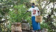 Les Africains en première ligne face à la crise de la biodiversité